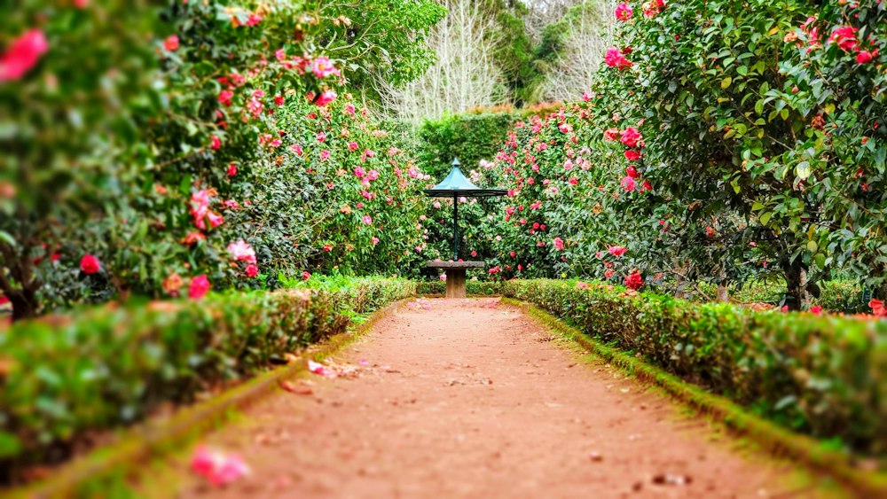 Botanical plant nursery stock